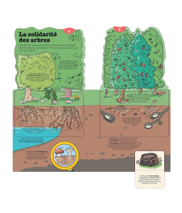 Kididoc, la vie des arbres